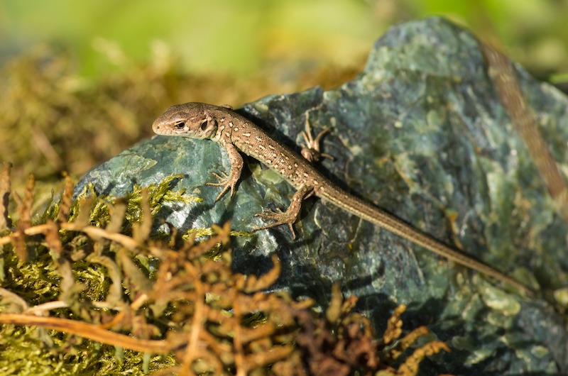 Small lizard on rock